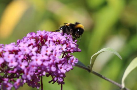 abeille-jardin-fleur