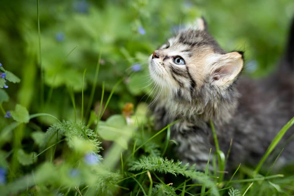 Chaton tigré au milieu de l'herbe qui regarde vers le haut