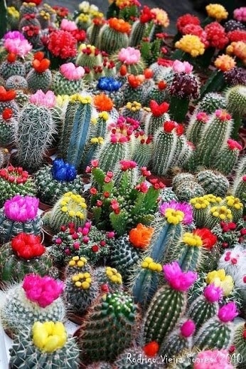 Une plante grasse dans votre balcon