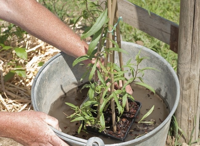 Partagez vos conseils de jardinage