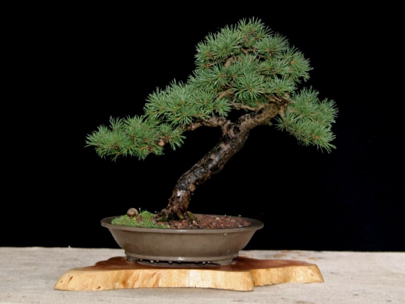 Pinus sylvestris