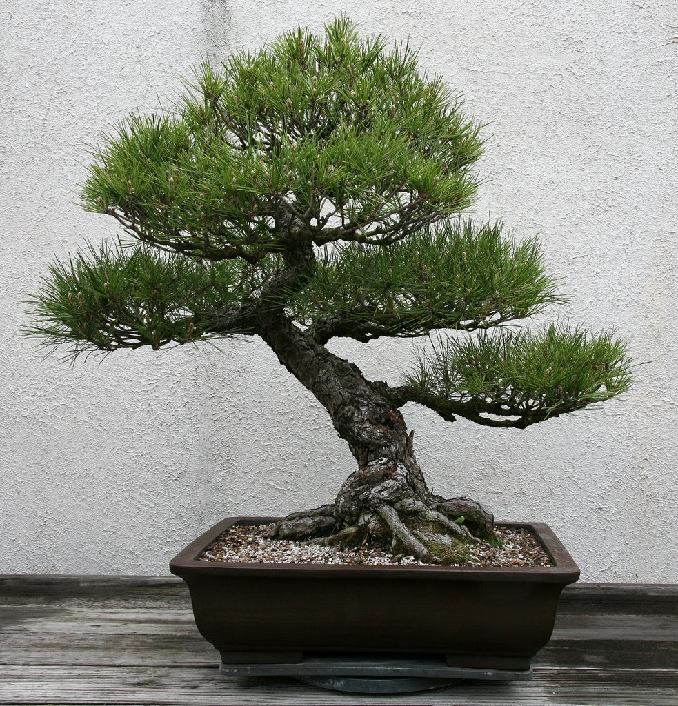 Pinus thunbergii