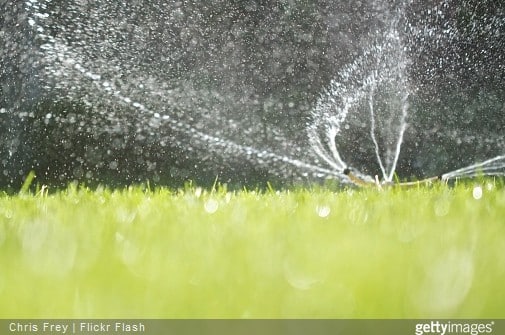 Vacances d’été : 5 astuces pour bien arroser vos plantes