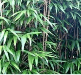3 bonnes raisons de planter du bambou dans son jardin