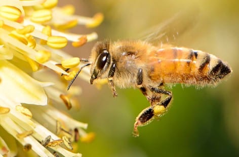 fleur-abeille-jardin