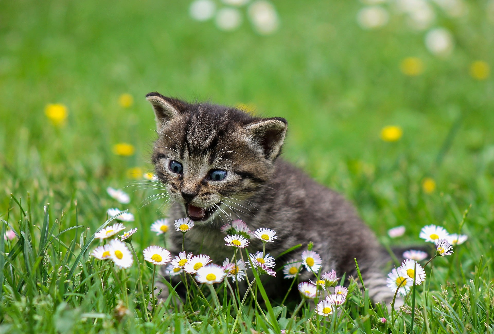 Chaton tigré dans l'herbe qui est sur le point de croquer une pâquerette