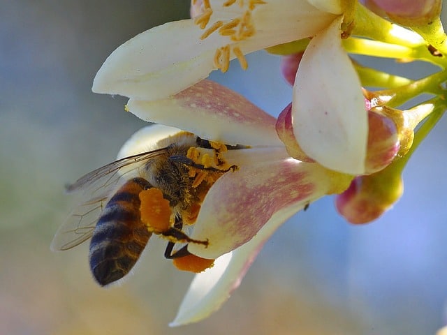 Comment attirer les abeilles dans son jardin ?