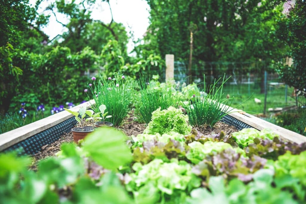 planter arbres